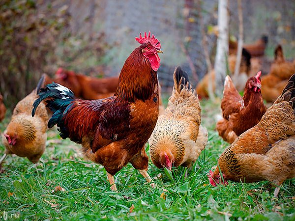 Породы куриц | ЗооТом - продажа, вязка и услуги для животных в Раздольном