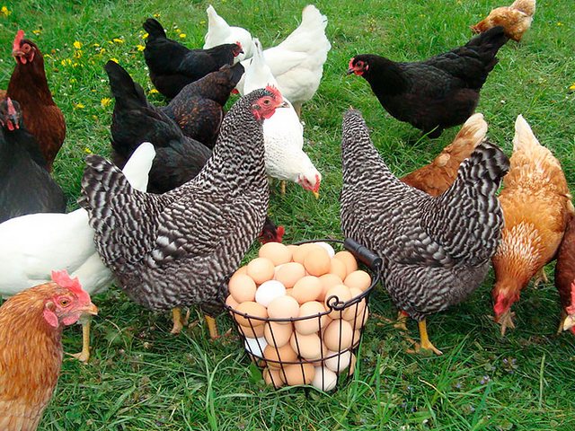 Содержание кур и уход за ними | ЗооТом - продажа, вязка и услуги для животных в Раздольном