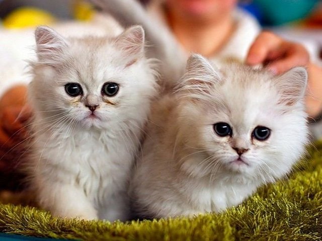 Породы кошек в Раздольном | ЗооТом портал о животных