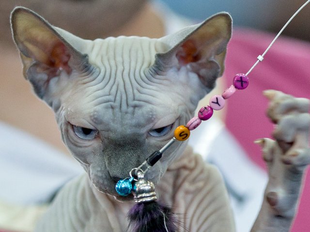 Выставки кошек в Раздольном | ЗооТом портал о животных