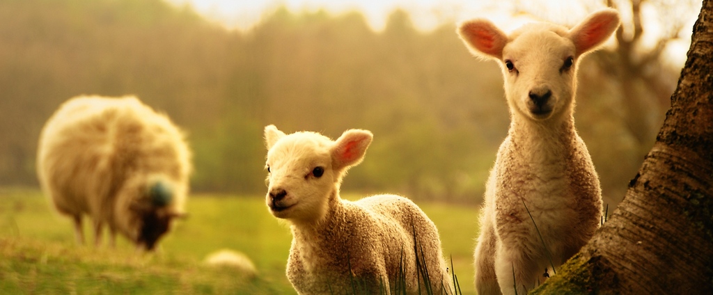 Объявления о сельскохозяйственных животных | ЗооТом - продажа, вязка и услуги для животных в Раздольном