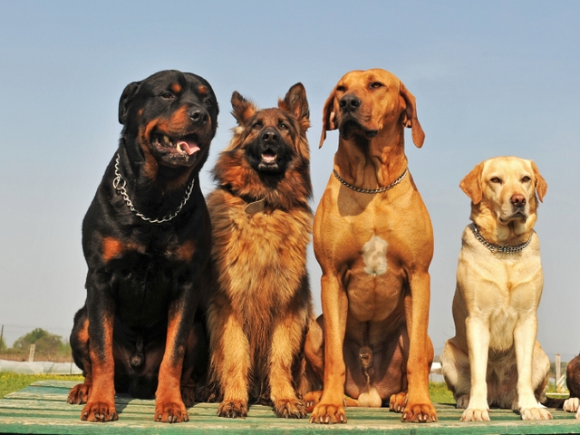 Крупные породы собак в Раздольном | ЗооТом портал о животных