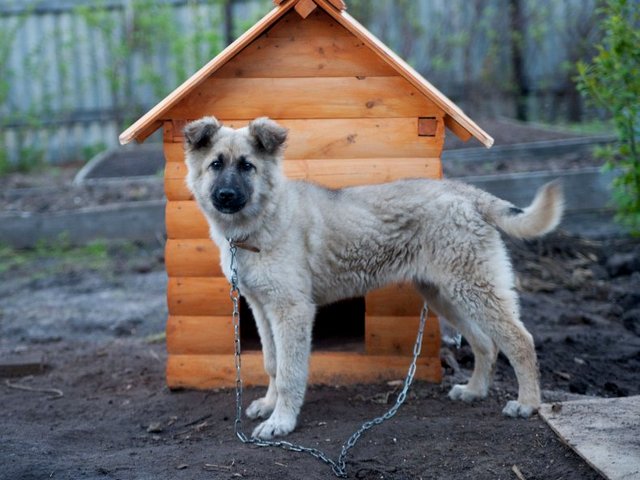 Все о собаках в Раздольном Все о собаках в Раздольном